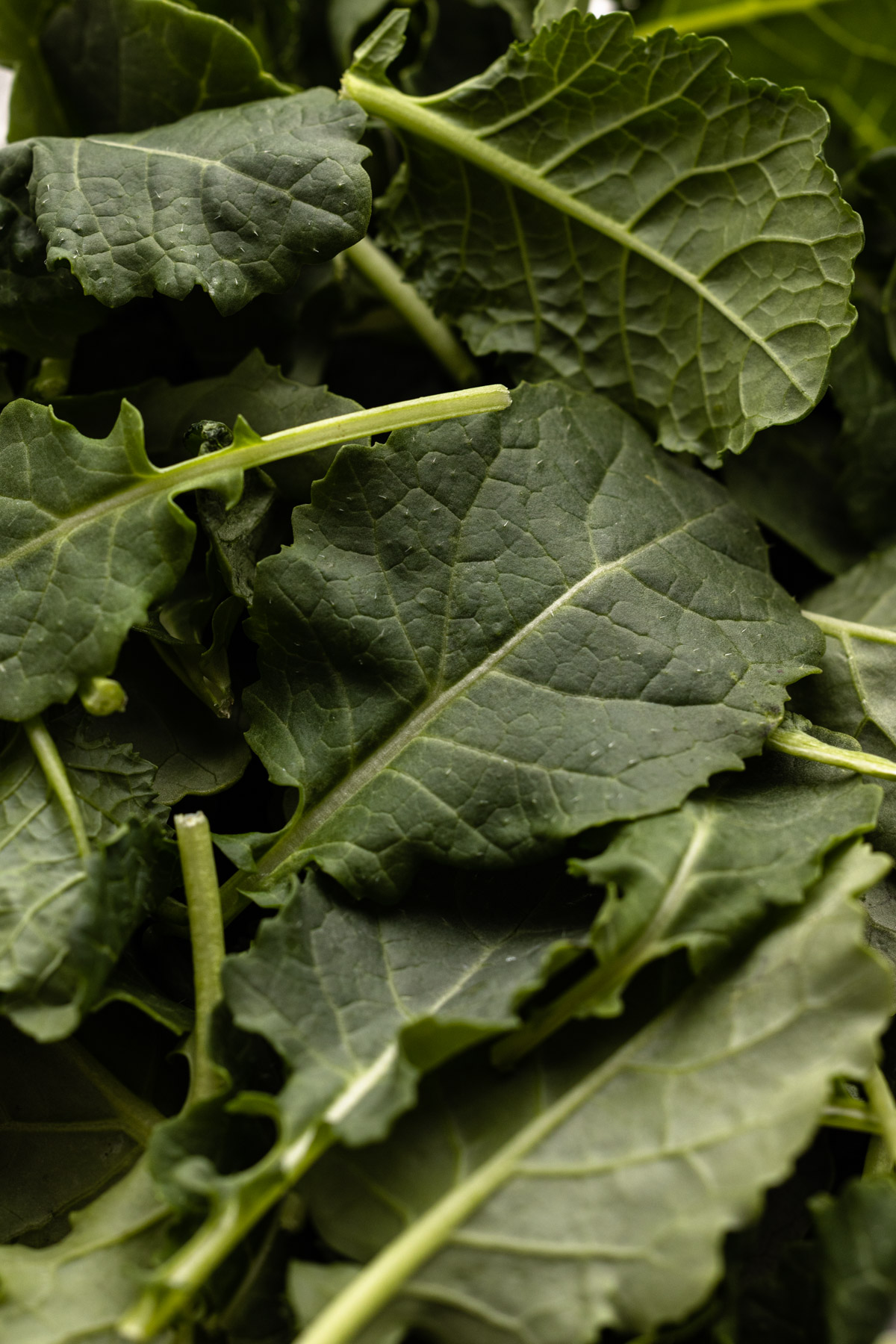 Baby kale.