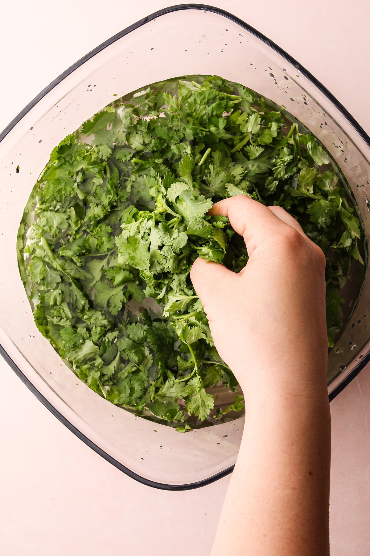 Cleaning cilantro.