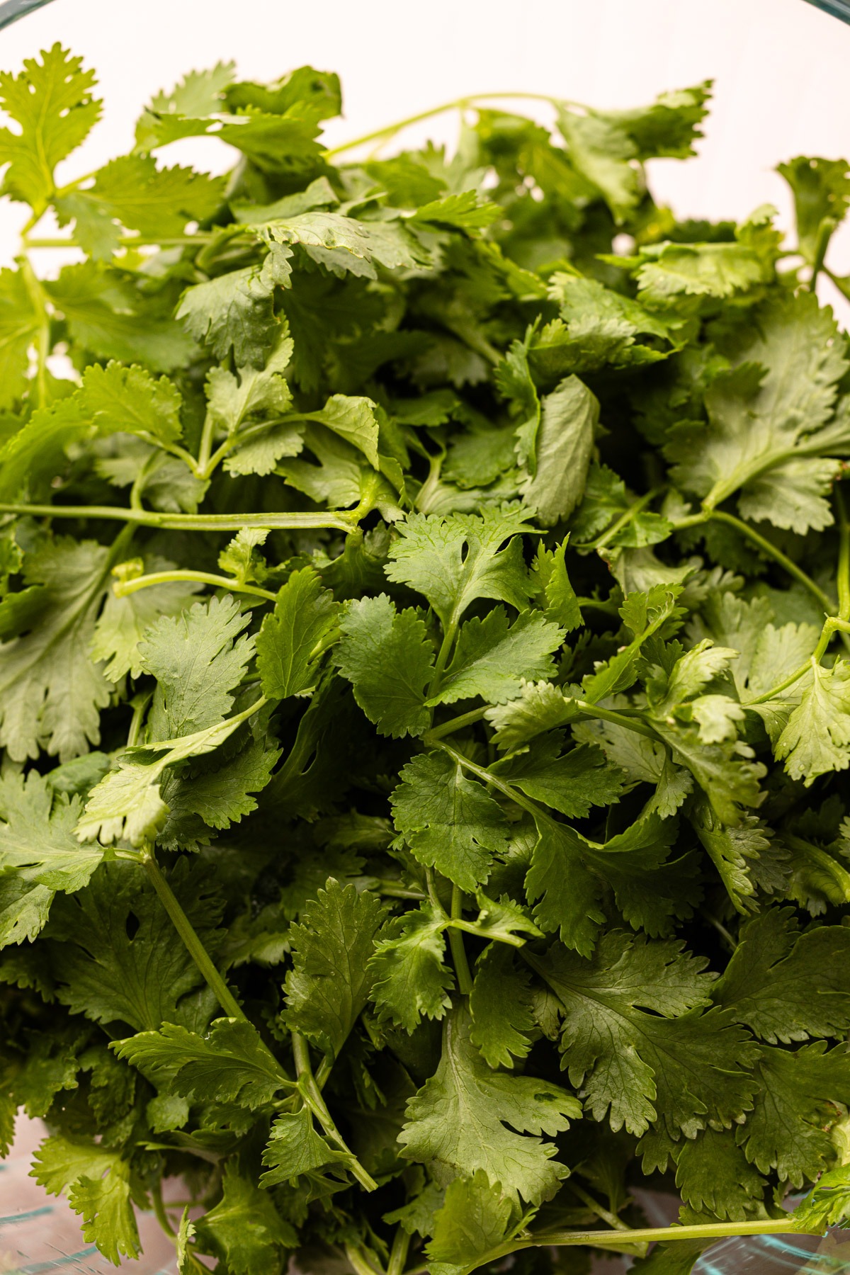 A cilantro bunch.